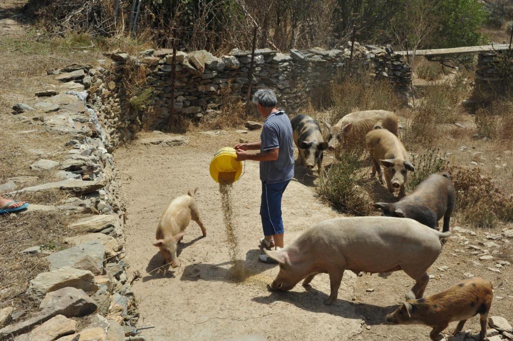 Agriturismo Finagliosu 帕拉马多拉 外观 照片