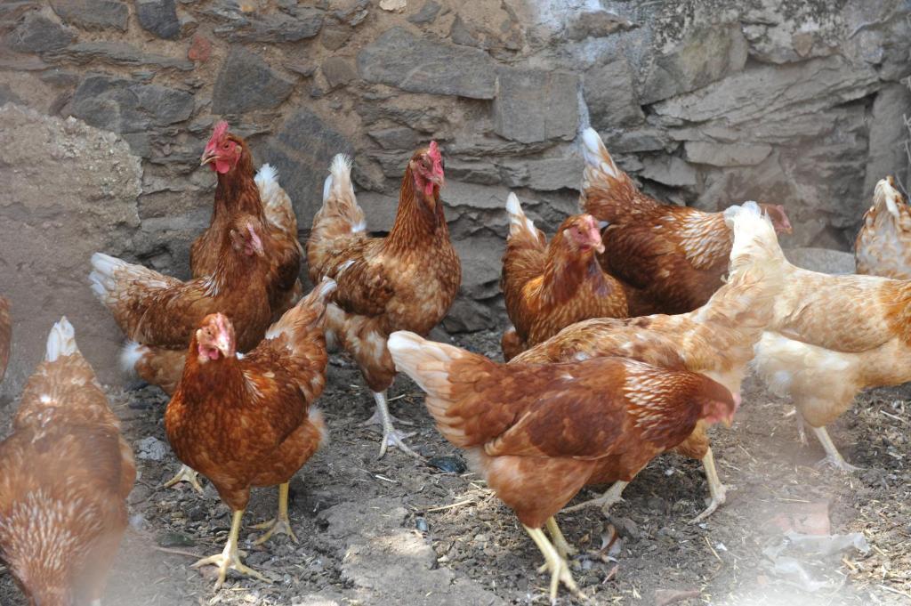Agriturismo Finagliosu 帕拉马多拉 外观 照片