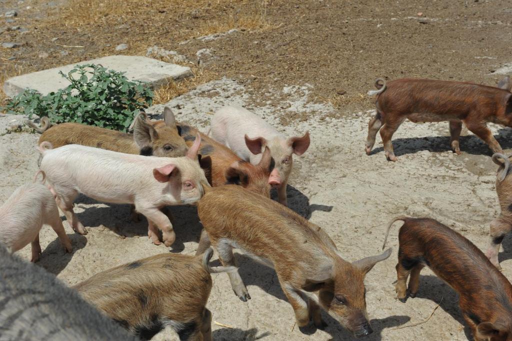 Agriturismo Finagliosu 帕拉马多拉 外观 照片